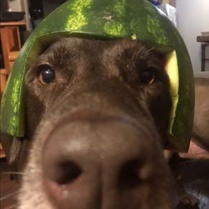 Meet your Posher, Chase